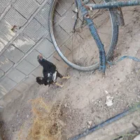 مرغ و خروس فروشی