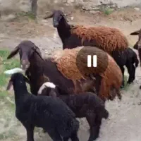 گاو میش قره غزل غزل افشار میاندوآب