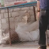 قفس آهنی بزرگ