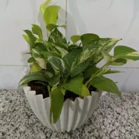 گل پتوس