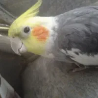 عروس هلندی نر سخنگو همراه با قفس و دانه
