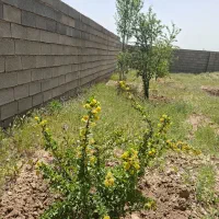 باغ-شهری-خان-زنیان