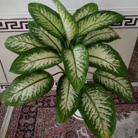 گلهای شاداب و سرحال
