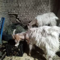 بزبزغاله