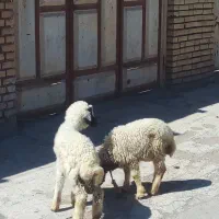 بره|حیوانات مزرعه|اهواز, امانیه|دیوار