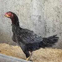 خروس مرغ لاری