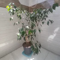 گل های طبیعی