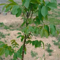 باغ با سند شش دانگ قابل معاوضه