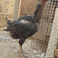 مرغ لاری کوک