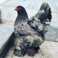 تخم نطفه دار برهما بلو و بلک اصل وارداتی