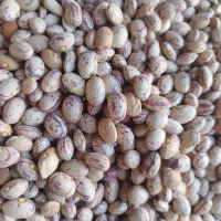 لوبیا|خوردنی و آشامیدنی|حسن آباد, |دیوار