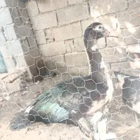 اردک خارجی