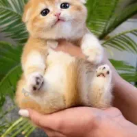 گربه گلد کدny11صورت شامپاینی کیفیتA+چشم آبی