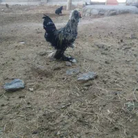 خروس