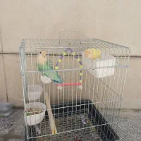 طوطی|پرنده|ایلام, |دیوار