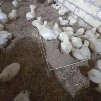 جوجه گوشتی و بوقلمون گوشتی بیوتی