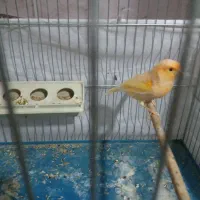 قناری ماده