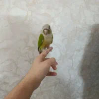 گرینچیک|پرنده|مشهد, شهید بهشتی|دیوار