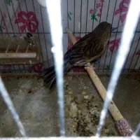 قناری ماده آماده پلاک اصلی