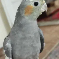 معاوضه با پرنده خاص