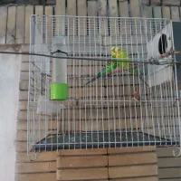 یک جفت  مرغ عشق معاوضه