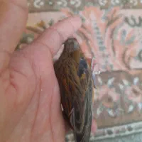 ۵ عدد قناری