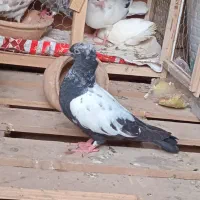 جوجه نسلی سینه سیاه جوجه