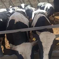 گوساله و ماده گاو