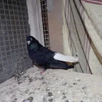 کبوتر محلات پرشی