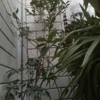 باسلام گل اشک ملکه بزرگ