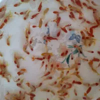 ماهی قرمز عید