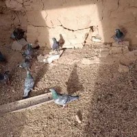 پلاکی|پرنده|اردستان, |دیوار