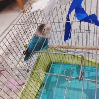 طوطی برزیلیم گم شده
