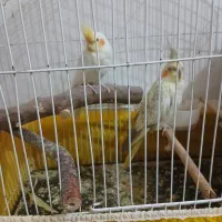 پردیس