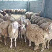 گوسفندزنده درلویزان،پونک، اسلامشهر وسراسرتهران