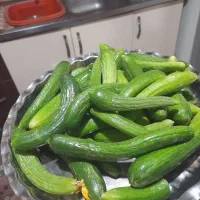 خیار زمینی