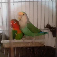 طوطی کوتوله