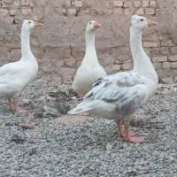 غاز درشت کاکلی