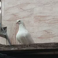 کبوتر پلاکی