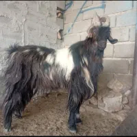 بز نر رامهرمز