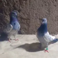 یک جفت کفتر سینه سبز