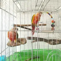 یک جفت گرینچیک آناناسی اکستریم رد