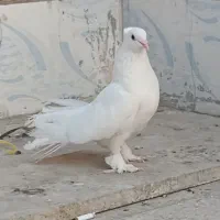 کفتر ماده سفید مهر ، کاکلی پاپر ، دم چتری