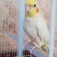 عروس هلندی
