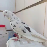 کفتر یا کبوتر