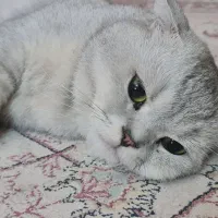 گربه اسکاتیش نر ،  سیلور ( فقط برای جفتگیری )