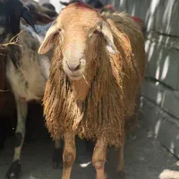 دام  زنده برادران مرادی