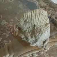 فسیل صدف