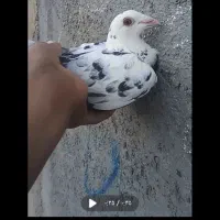 پرنده