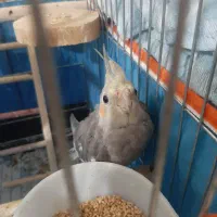 جوجه عروس هلندی سخنگو